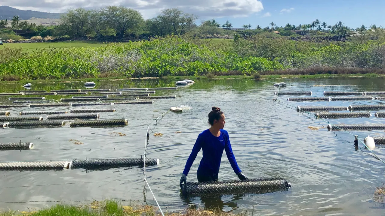 Une plage immaculée au Four Seasons Hualalai avec des vagues s'écrasant doucement