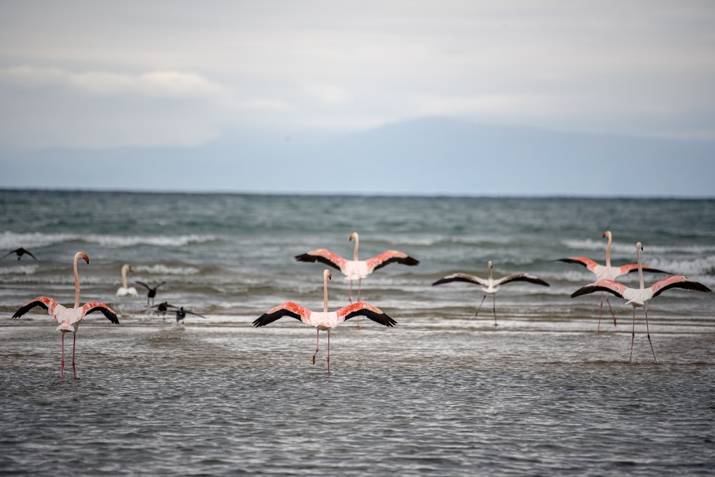 Aerial view of a pristine coastline and wetlands with pink flamingos, with protesters gathering in the foreground.