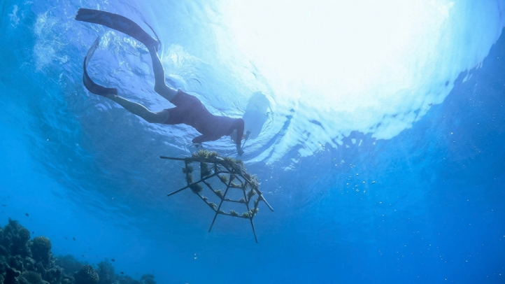 The Science of Conservation and the Power of Passing It On: Four Seasons Resorts Maldives Honoured with HICAP Sustainable Hotel Award