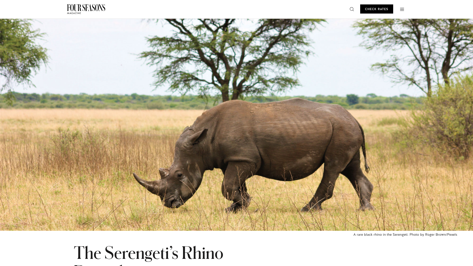 Why the Serengeti is the Best Place to See Black Rhinos