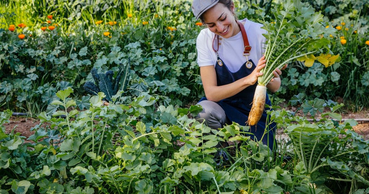 Organic farms at a Six Senses property, with lush greenery and clear skies